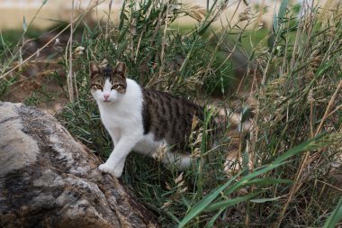 Evsiz kedi. İspanya