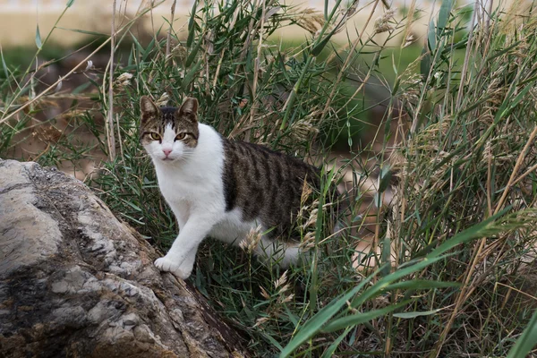 Homeless cats. Spain — Stock Photo, Image