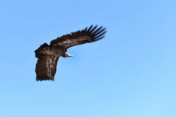 Pájaro de presa, Francia — Foto de Stock