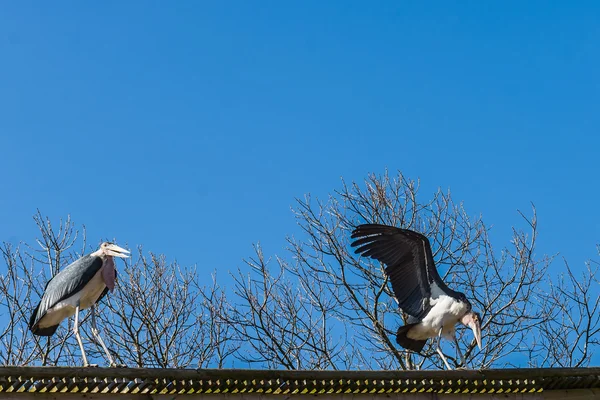 Stork, Grand Parc PuyduFou, França — Fotografia de Stock