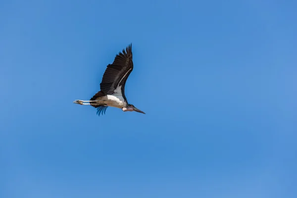 Stork, grand parc puydufou, france — 图库照片