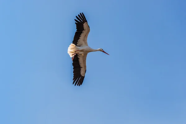 Stork, grand parc puydufou, france — 图库照片