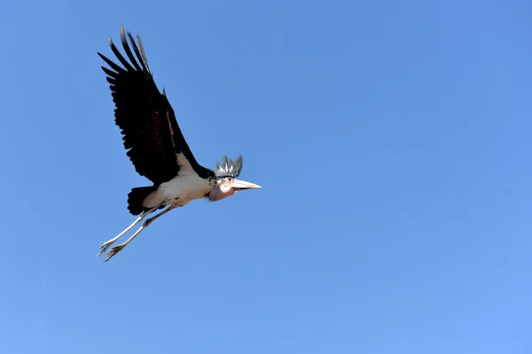 Stork, Grand Parc PuyduFou, França — Fotografia de Stock