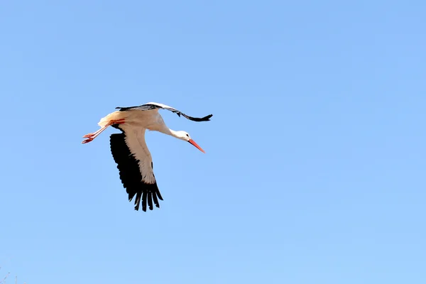 Cigüeña, Grand Parc PuyduFou, Francia — Foto de Stock