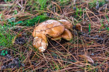 Sonbaharda'nın bahçesinde mantar. Nantes. Fransa.