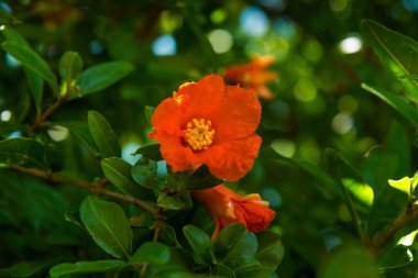 Çiçekler ve nar. İspanya.