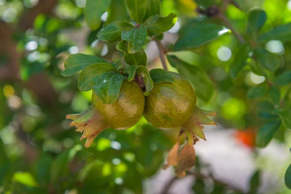 Flowers and pomegranates. Spain. — Stock Photo, Image