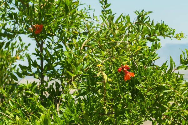 Flowers and pomegranates. Spain. — Stock Photo, Image