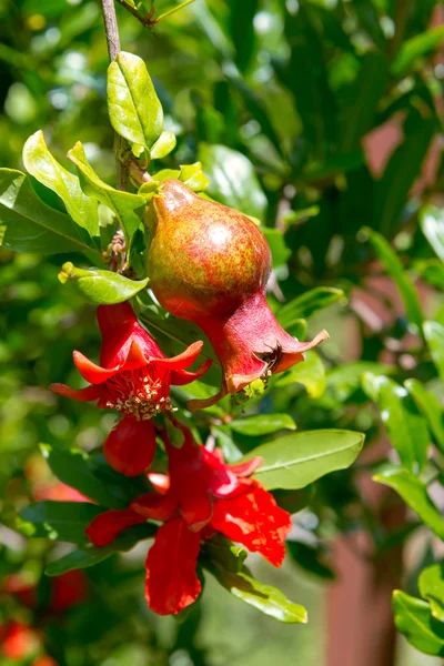 Flowers and pomegranates. Spain. — Stock Photo, Image