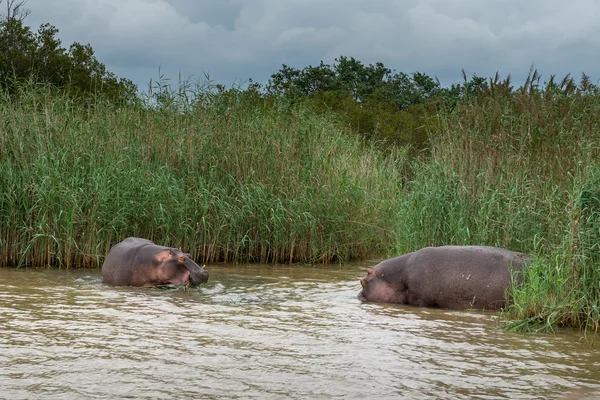Hipopotam nilowy, St. Lucia. Republika Południowej Afryki. — Zdjęcie stockowe