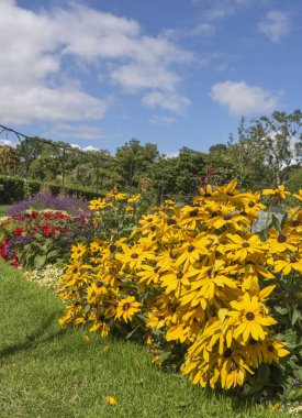 Rudbeckia bitkileri parlak sarı ve kırmızımsı çiçeklerle