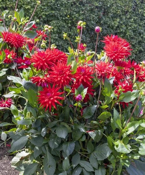 Dahlia Rouge Sur Fond Feuillu — Photo