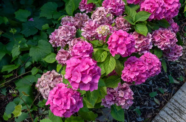 Vacker Rosa Hortensia Hortensia Hortensia Blomma Med Blad Trädgård — Stockfoto
