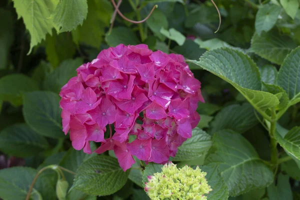 Prachtige Roze Hortensia Hortensia Bloem Met Bladeren Een Tuin — Stockfoto