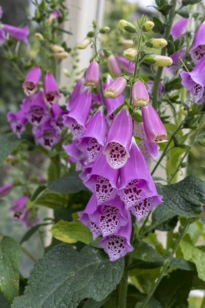 Close Purple Flowers Foxglove Digitalis Purpurea Popular Garden Plant — Stock Photo, Image