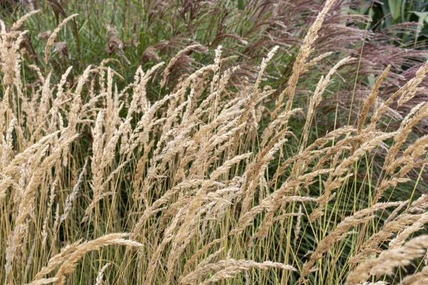 Hoch Blühendes Wildes Gras Poaceae — Stockfoto