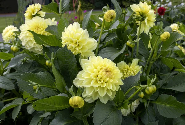 Dahlia Jaune Sur Fond Feuillage Vert — Photo