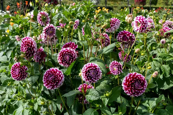 Arbustes Dahlia Rose Sur Fond Feuillage Vert — Photo