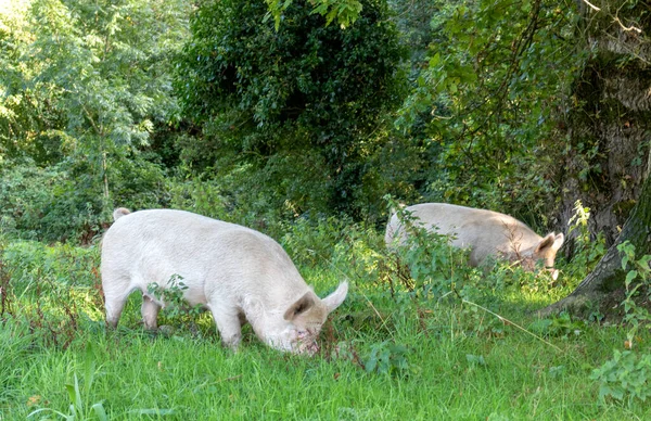 Dos Cerdos Caminando Campo — Foto de Stock