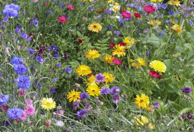 Arkaplan veya doku için çiçekli çayır çiçekleri.