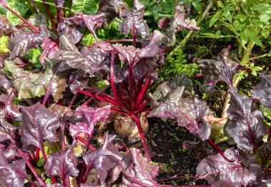 Ripe beets growing in the garden.