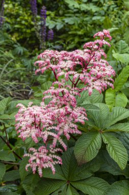  Çiçek açan pembe çalılara yakın bir sürü küçük çiçek