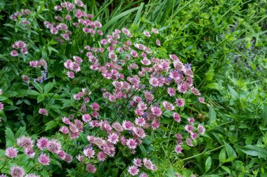 Parkta mor astransiyalı binbaşı