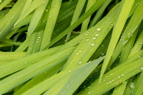 Feuille Verte Avec Gouttes Rosée Fond Floral Naturel — Photo