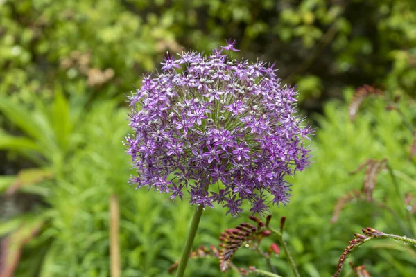 Fialové Cibule Allium Alliaceae Detailní Záběr Květů Allia Letním Období — Stock fotografie