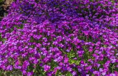 Bahçede pembe çiçekler. Aubrieta Karnavalı