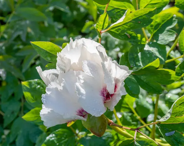 White Peony Flower Garden — Stock Photo, Image