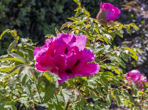 Heldere Roze Pioenroos Bloem Tuin — Stockfoto