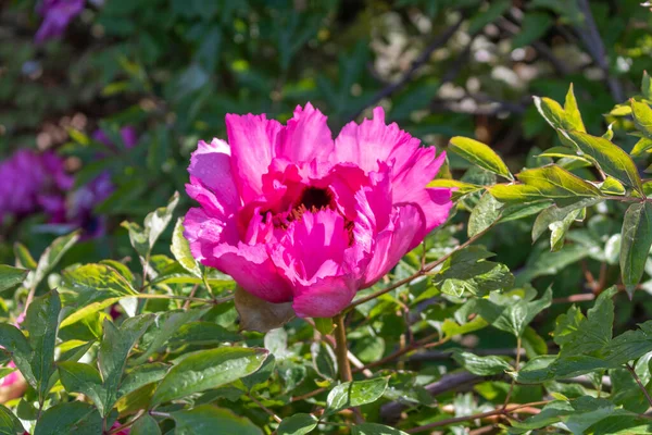 Bright Pink Peony Flower Garden — Stock Photo, Image
