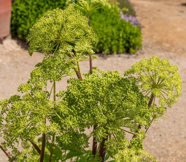 Kvetoucí Rostlina Angelica Archangelica — Stock fotografie