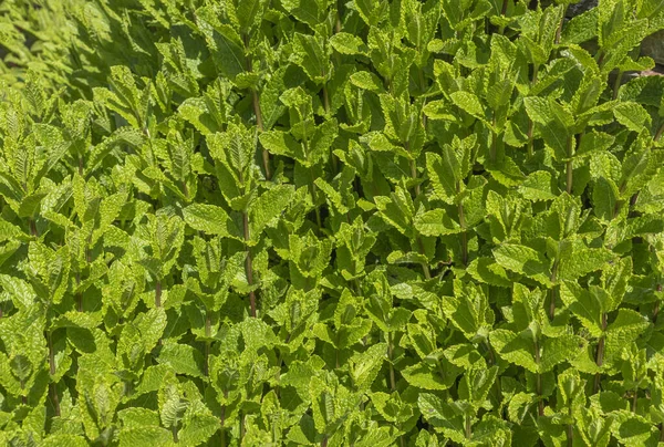Close Van Een Pepermuntplant Mentha Spicata — Stockfoto