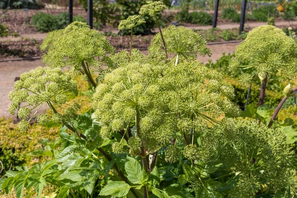 Kvetoucí Rostlina Angelica Archangelica — Stock fotografie