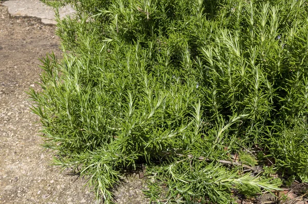 Rozemarijn Rosmarinus Officinalis Aromatisch Culinair Kruid — Stockfoto