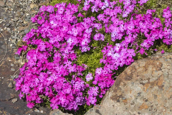 Phlox Garden Polemoniaceae Growing Flowers — Foto de Stock