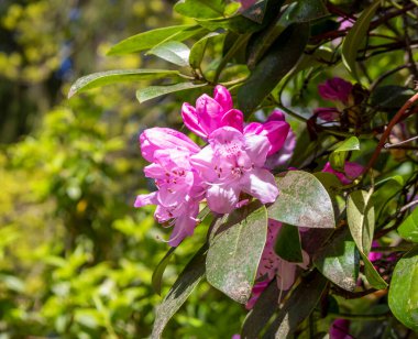 Bahçede pembe çiçekler. Rododendronlar. 
