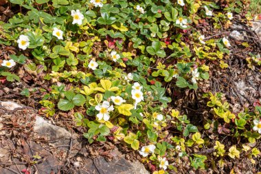 Blooming Fragaria viridis Rosaceae in the garden.