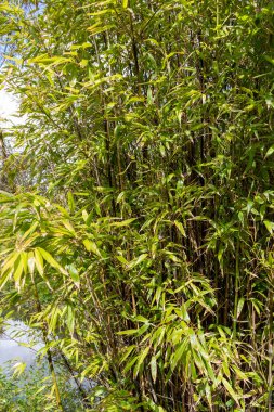 Yeşil doğal bambu ormanları