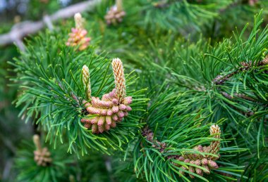 Genç kozalaklar baharda bir ağaçta
