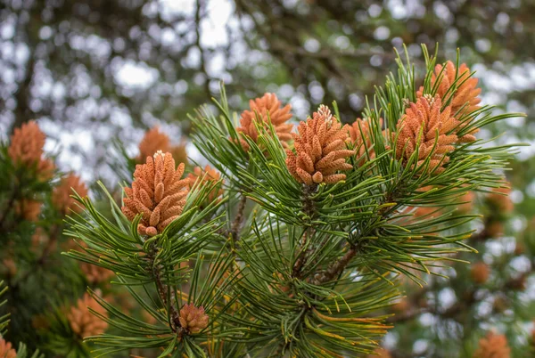 Jonge Dennenappels Een Boom Het Voorjaar — Stockfoto