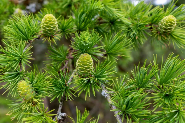 Jonge Dennenappels Een Boom Het Voorjaar — Stockfoto