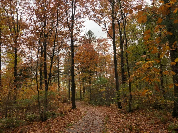 Vägen Genom Höstskogen Gaasterland Friesland Nederländerna — Stockfoto