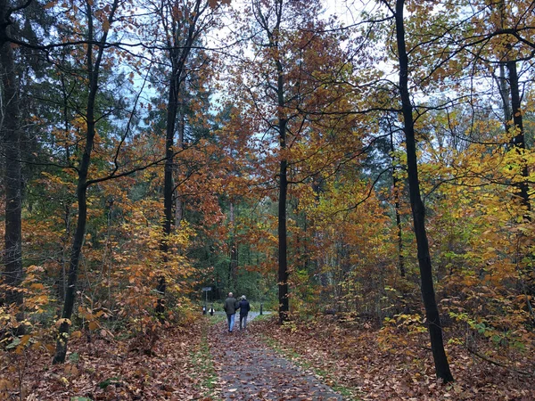 Paar Spaziert Herbstwald Friesland Niederlande — Stockfoto