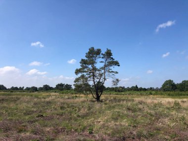 Overijssel 'de Beerze' nin etrafındaki yalnız ağaç Hollanda