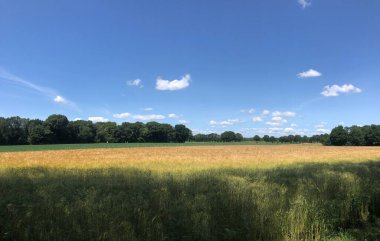 Overijssel 'deki Junne çevresindeki tarım arazisi manzarası Hollanda
