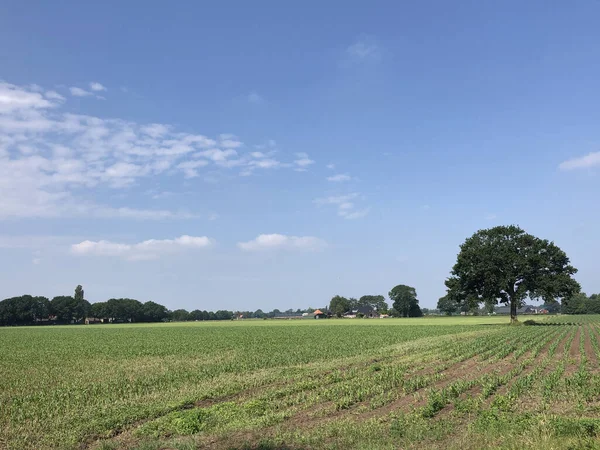 Terreni Agricoli Intorno Hardenberg Overijssel Paesi Bassi — Foto Stock