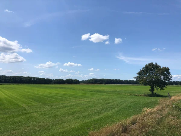 Junne Környéki Mezőgazdasági Terület Overijsselben Hollandia — Stock Fotó